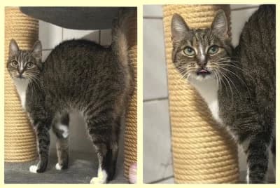 Ohnezahn, senior Mixed Breed for adoption at Tierheim Offenburg, Offenburg