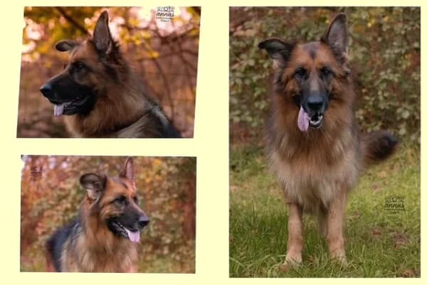 Roxy, 5yo Mixed Breed for adoption at Tierheim Offenburg, Offenburg