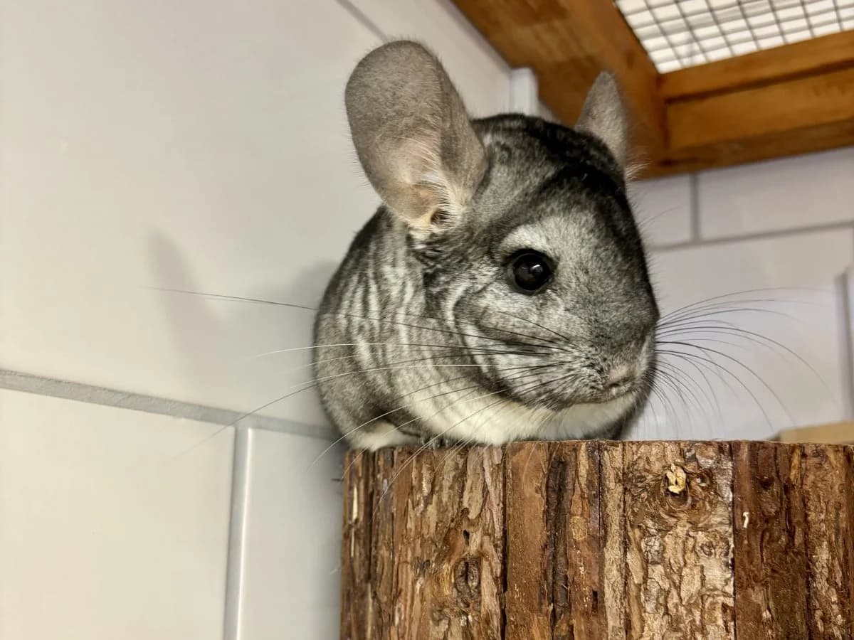 Aurora sucht tolles neues Zuhause!, female 7yo Chinchilla for adoption at Tierheim Oldenburg, Oldenburg