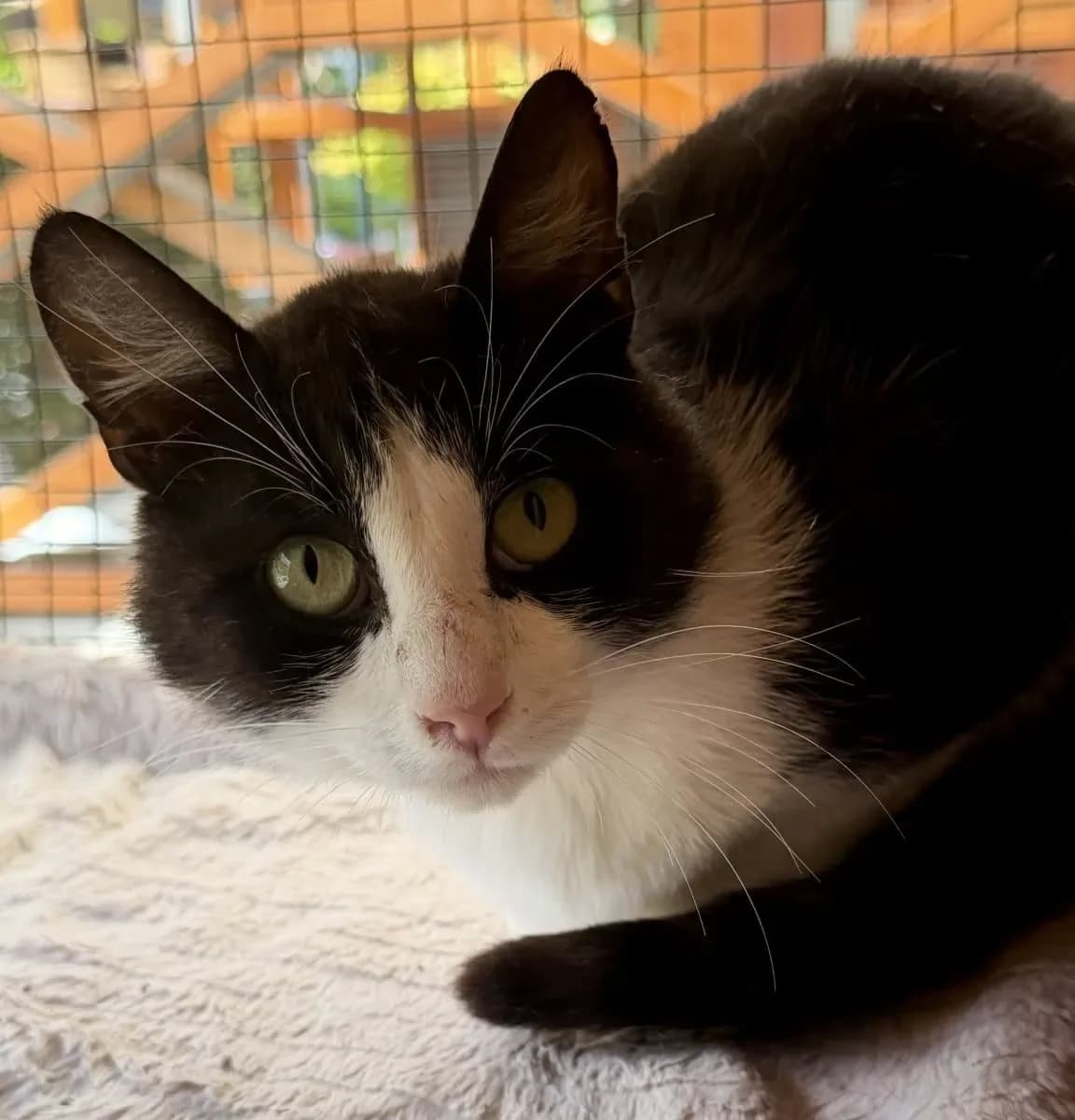 Avocato sucht einen netten Freund, male young European Shorthair for adoption at Tierheim Oldenburg, Oldenburg