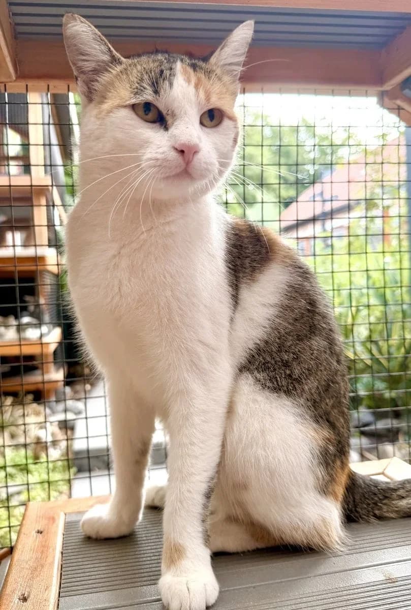 Bokelina braucht viel Liebe, female young European Shorthair for adoption at Tierheim Oldenburg, Oldenburg