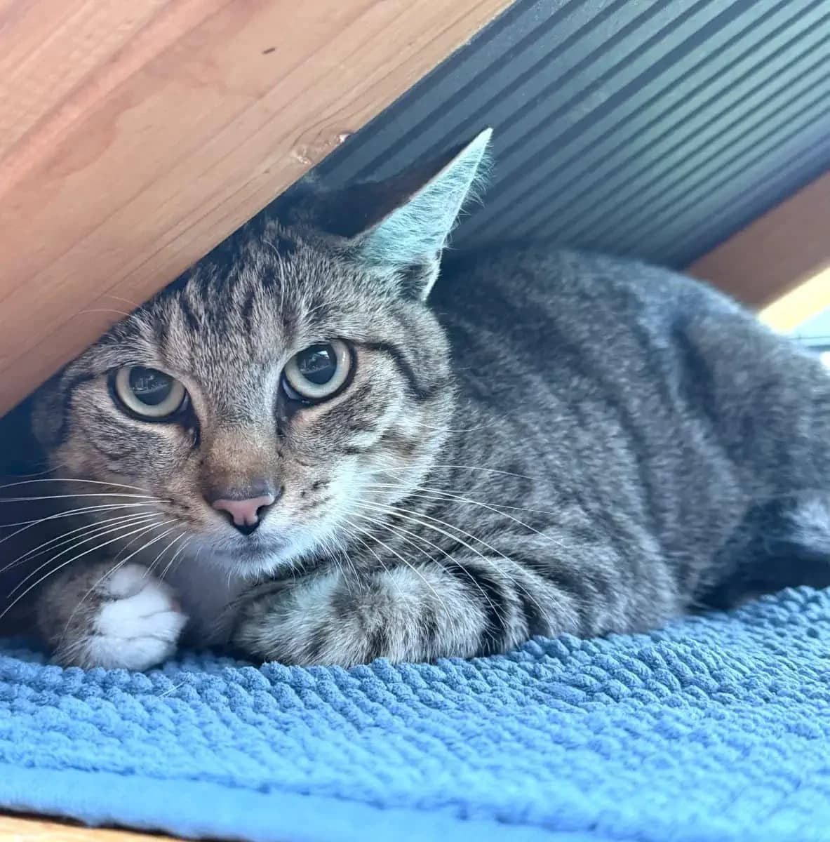 Cäser sucht sein Königreich, male puppy European Shorthair for adoption at Tierheim Oldenburg, Oldenburg