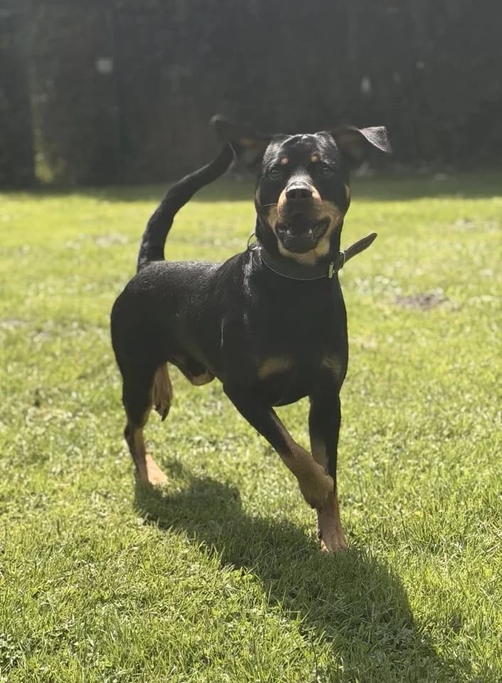 Powerpaket Cairo, male young Rottweiler for adoption at Tierheim Oldenburg, Oldenburg