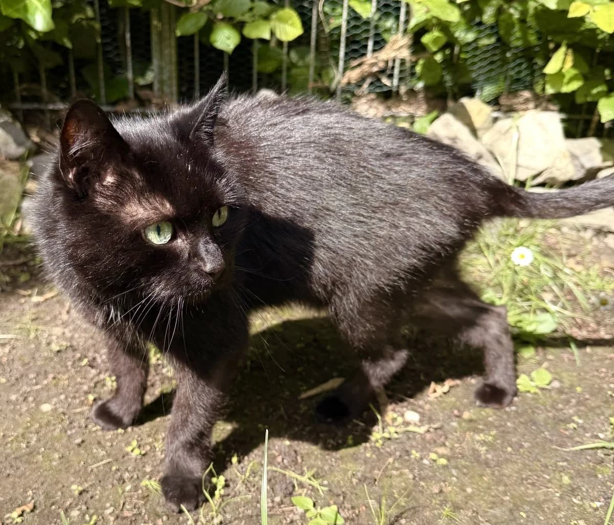 Catalina sucht ein neues Zuhause, female 4yo European Shorthair for adoption at Tierheim Oldenburg, Oldenburg
