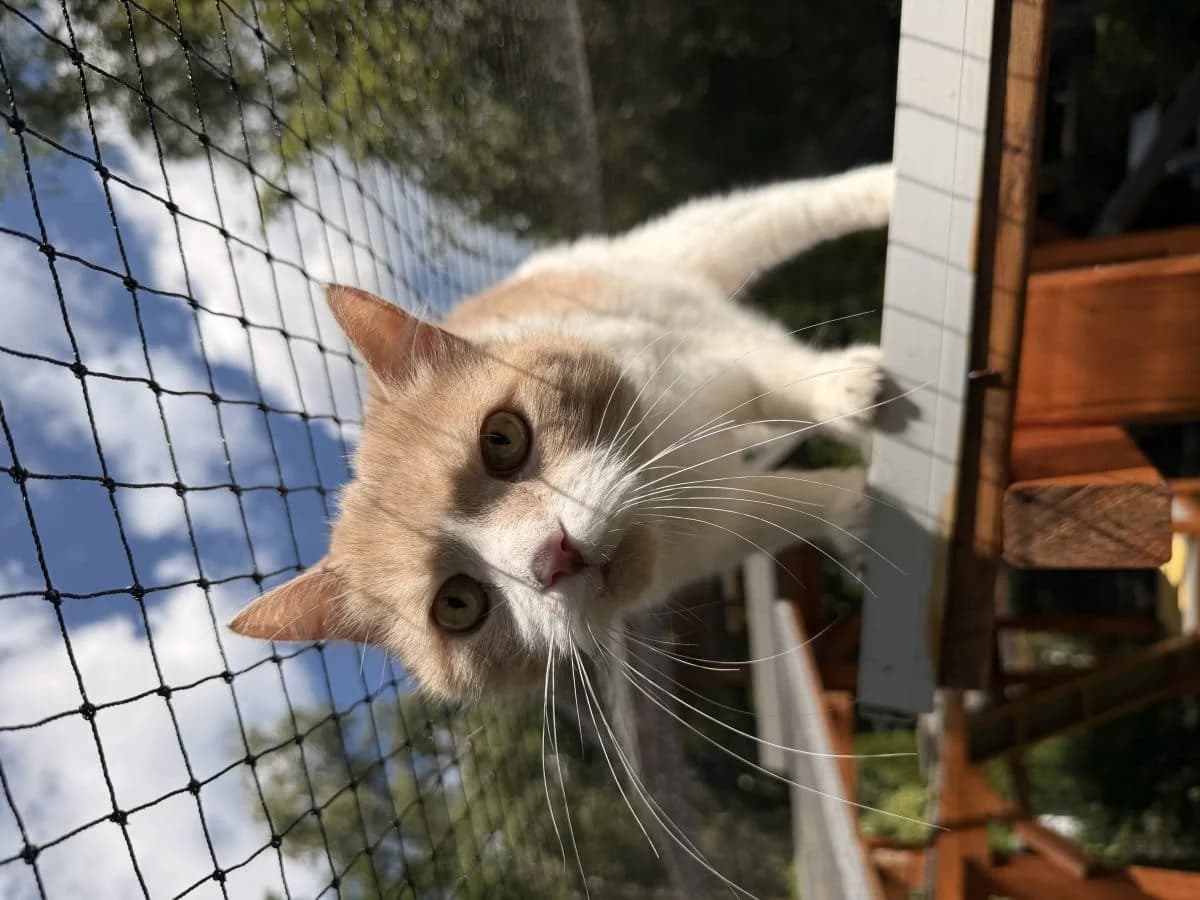 Charly sucht ein ruhiges Zuhause, male senior British Shorthair for adoption at Tierheim Oldenburg, Oldenburg