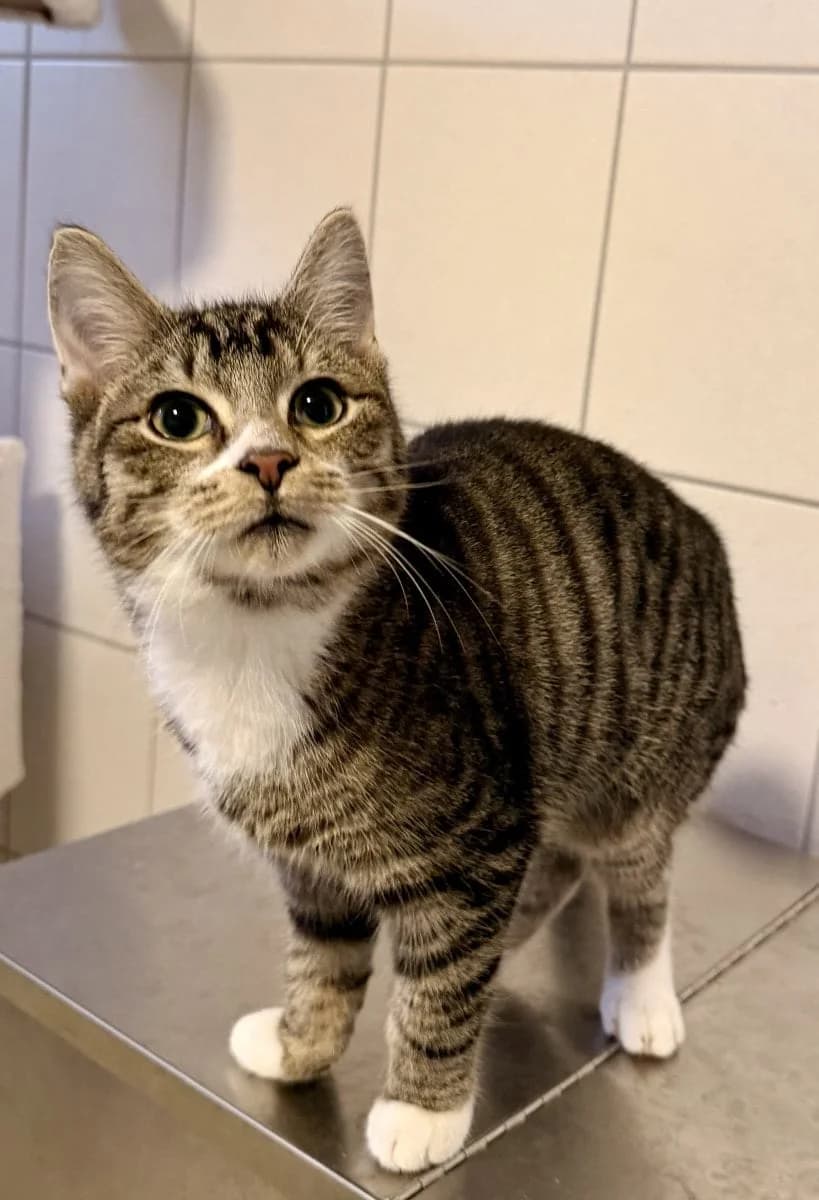 Clausi ist ganz neugierig, male puppy European Shorthair for adoption at Tierheim Oldenburg, Oldenburg