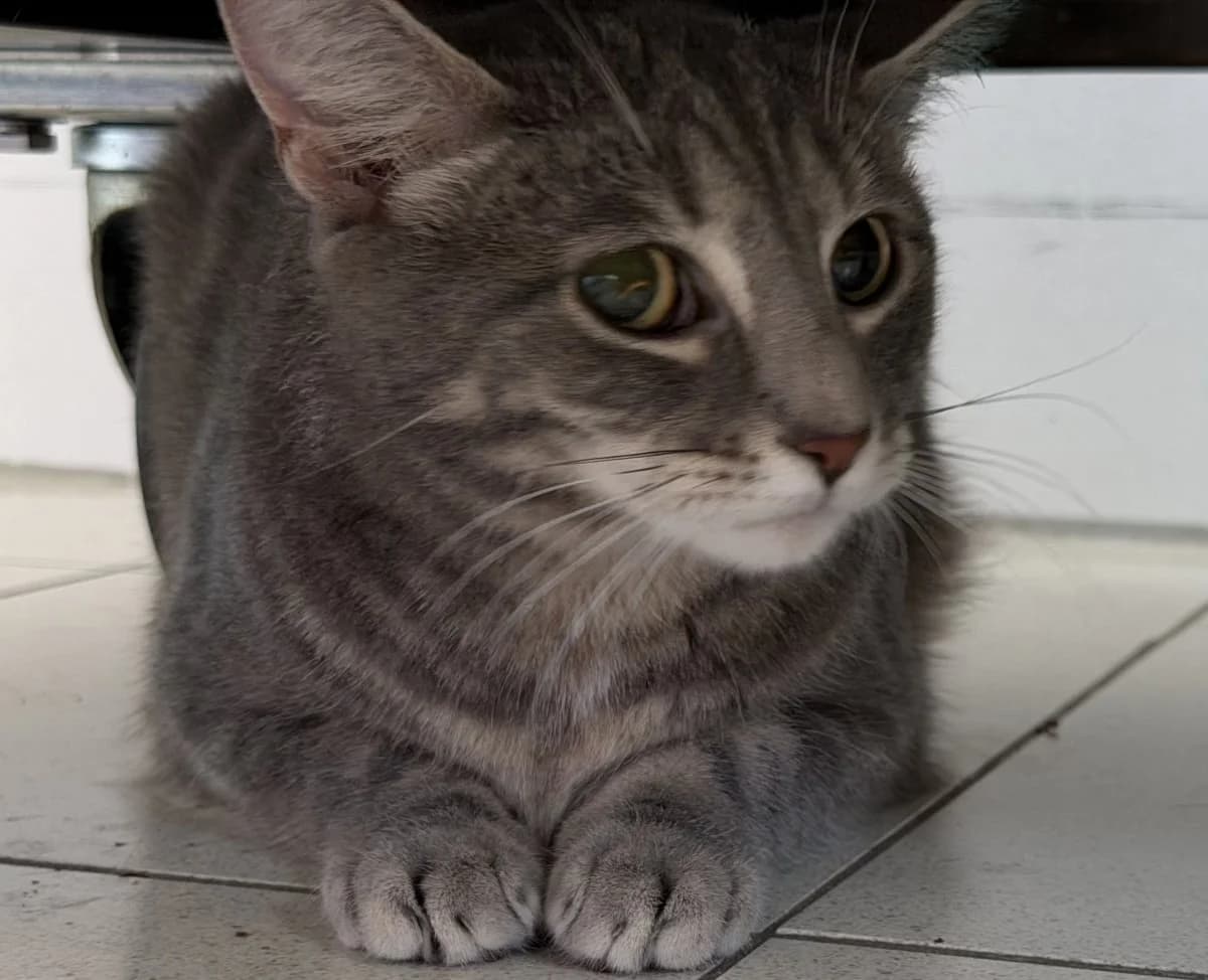 Cleo Citrus braucht viel Zeit, female puppy European Shorthair for adoption at Tierheim Oldenburg, Oldenburg