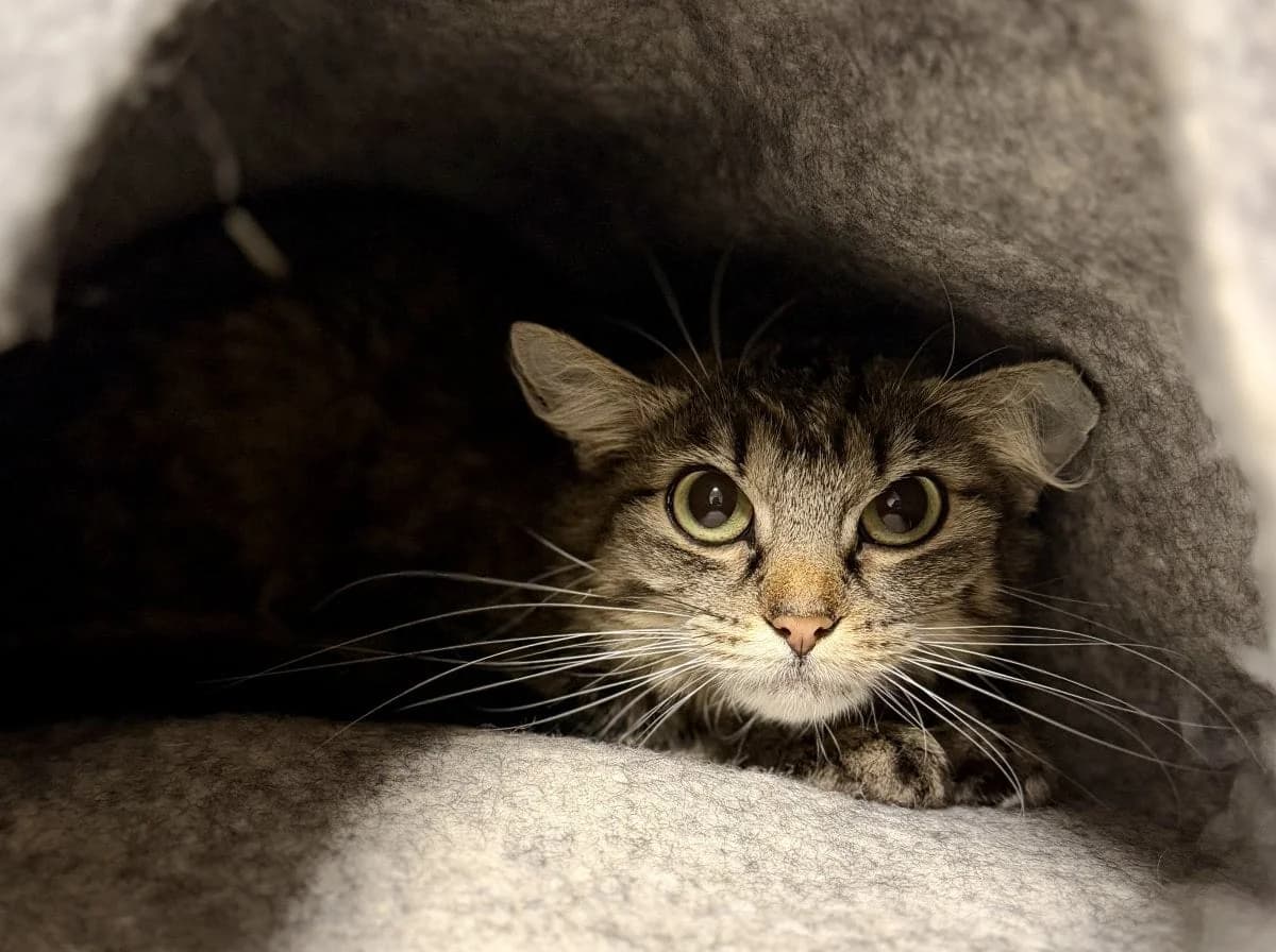 Fussel möchte mit Wollmaus zusammen ausziehen, female 5yo Maine Coon for adoption at Tierheim Oldenburg, Oldenburg
