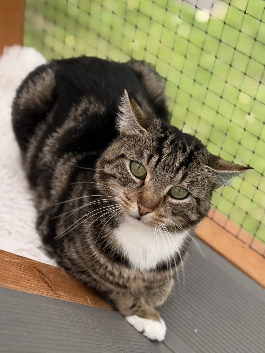 Grummel-Gronkh möchte Glücklich-Gronkh werden, male 3yo European Shorthair for adoption at Tierheim Oldenburg, Oldenburg