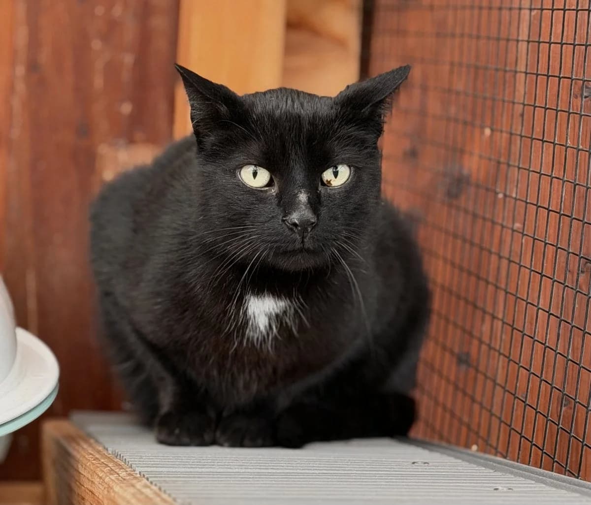 Wenn der Richtige ruft, kommt Hanno raus, male 7yo European Shorthair for adoption at Tierheim Oldenburg, Oldenburg