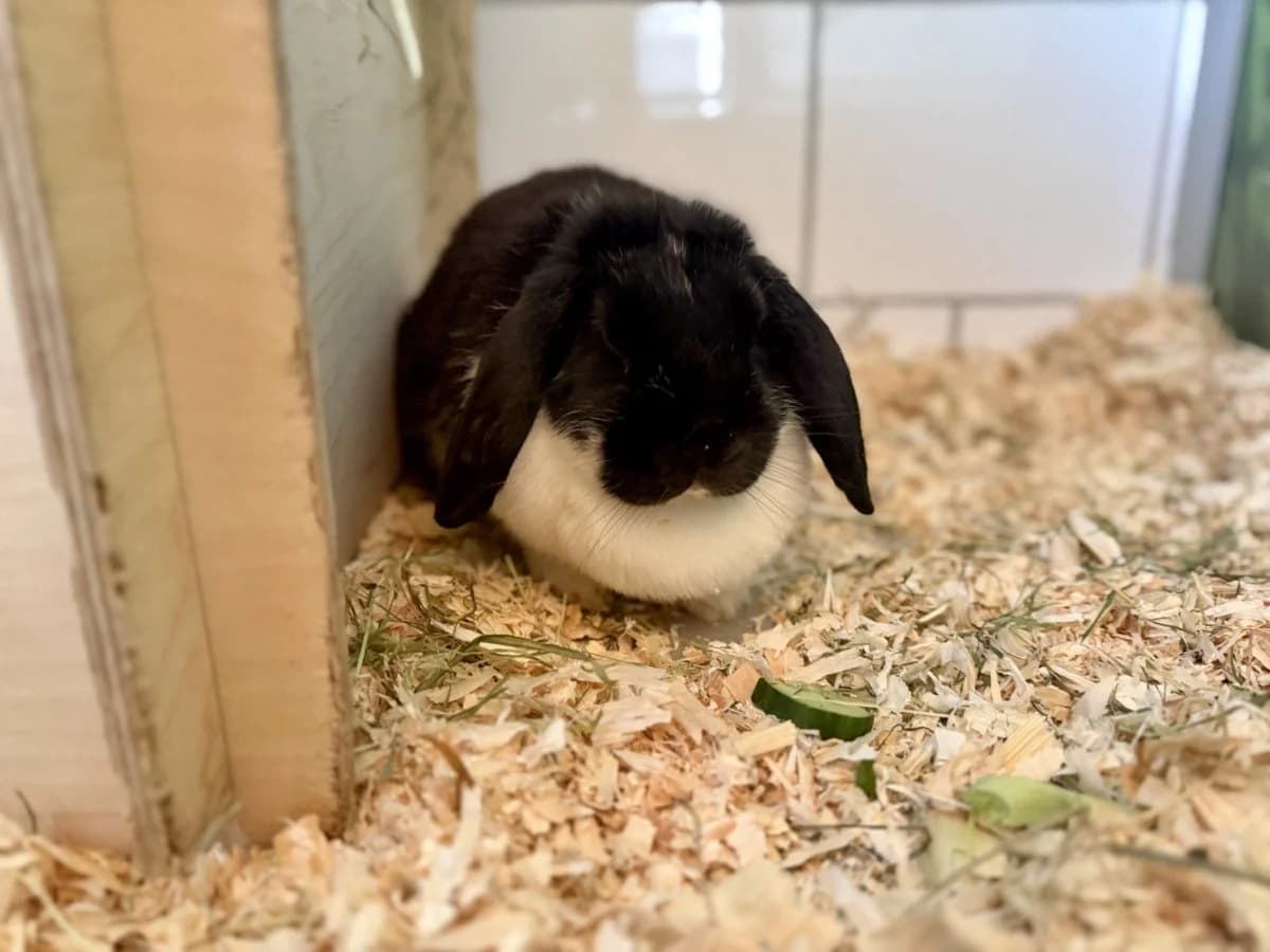 Hasi, female 5yo mixed breed for adoption at Tierheim Oldenburg, Oldenburg