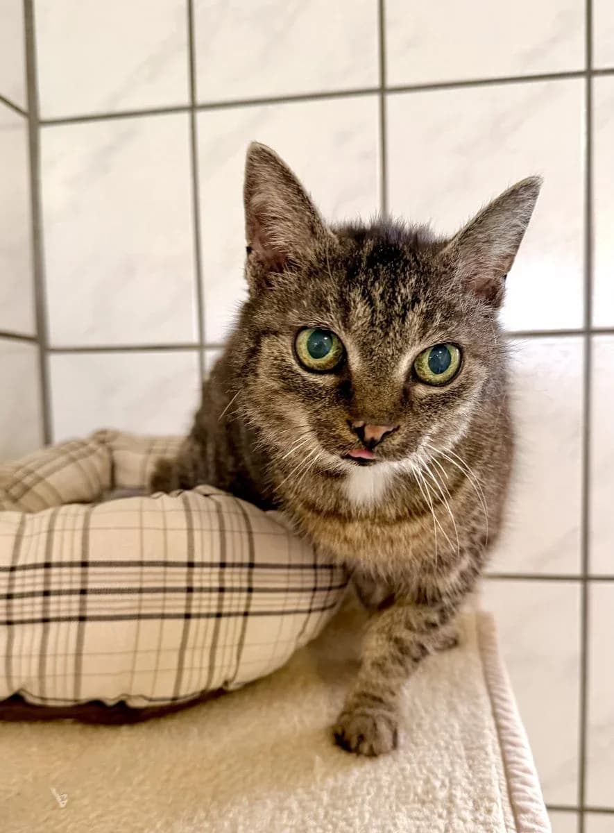 Heike sucht ihr altes oder ein neues Zuhause, female puppy European Shorthair for adoption at Tierheim Oldenburg, Oldenburg