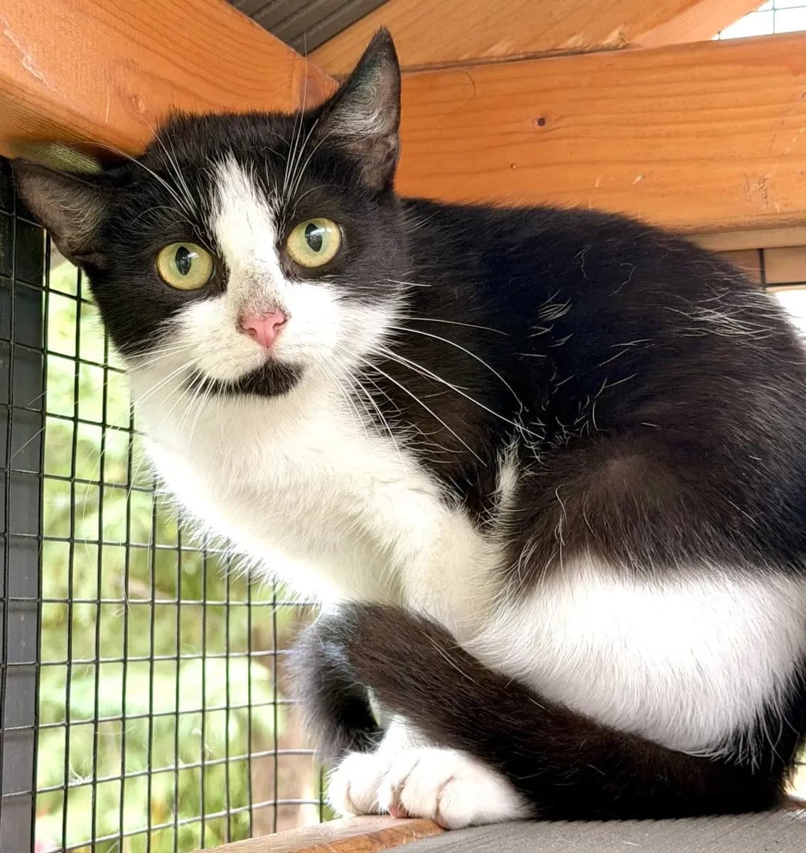 Helgarrr sucht ein neues Zuhause, female puppy European Shorthair for adoption at Tierheim Oldenburg, Oldenburg