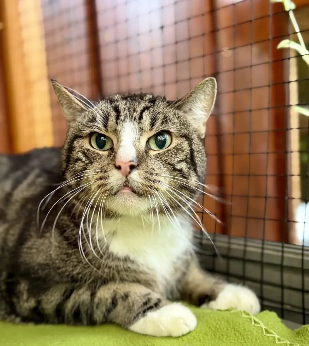 Unsere zuckersüße Honigbande sucht, male senior European Shorthair for adoption at Tierheim Oldenburg, Oldenburg