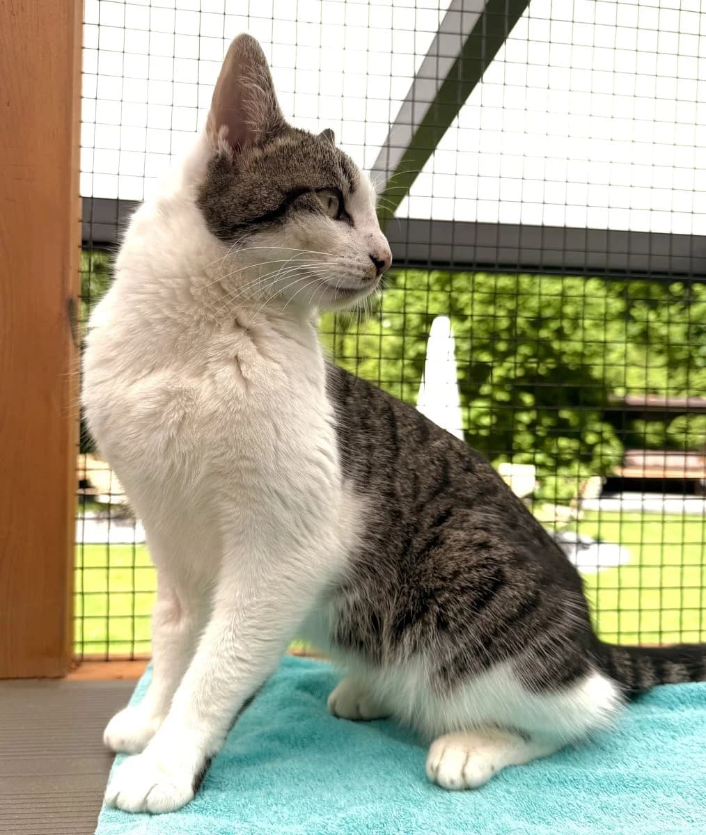 Hopps sucht ein schönes Zuhause, male young European Shorthair for adoption at Tierheim Oldenburg, Oldenburg