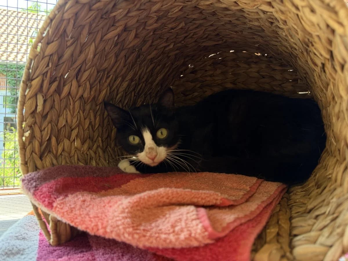 Jody traut sich noch nicht, female puppy European Shorthair for adoption at Tierheim Oldenburg, Oldenburg