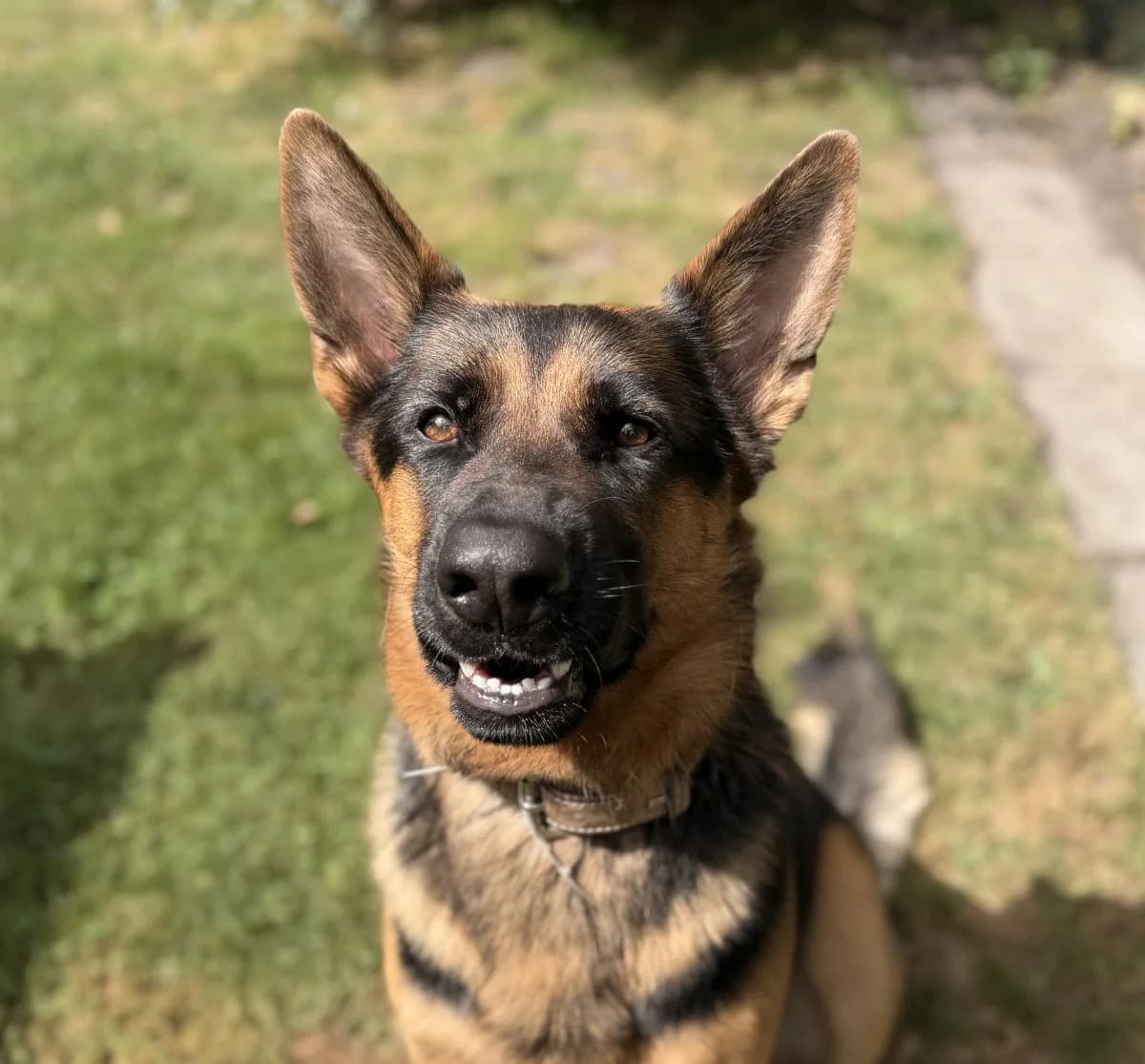 Kaju sucht neue Herausforderung, male young German Shepherd for adoption at Tierheim Oldenburg, Oldenburg