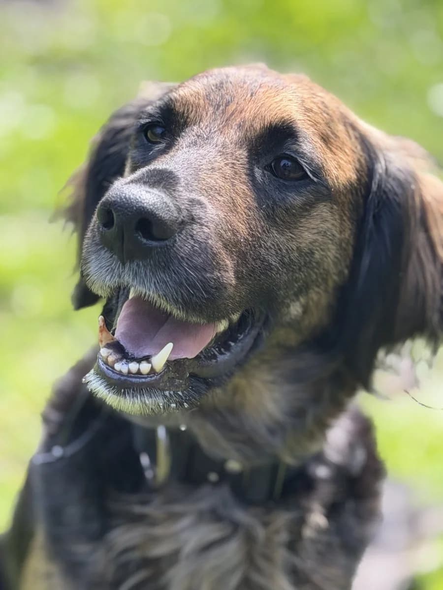 Kina - liebevoller Wirbelwind, female 5yo Mixed Breed for adoption at Tierheim Oldenburg, Oldenburg