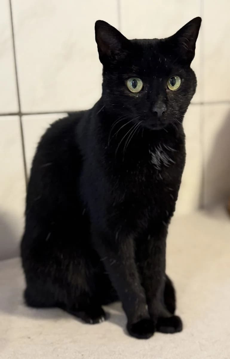 Klärchen sucht ihr neues Für-immer-Zuhause, female 5yo European Shorthair for adoption at Tierheim Oldenburg, Oldenburg