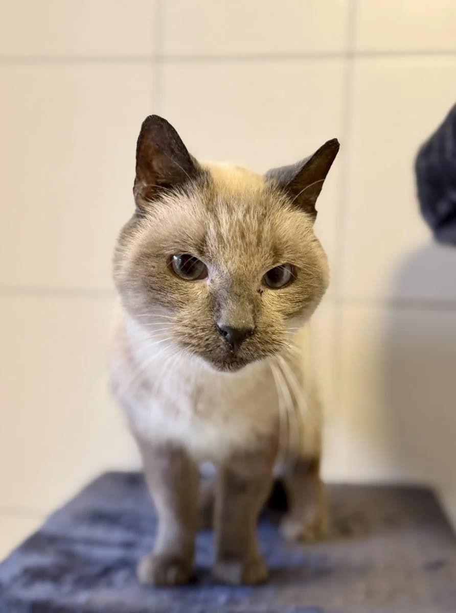 Unsere Zuckersüße Honigbande sucht, male senior mixed breed for adoption at Tierheim Oldenburg, Oldenburg
