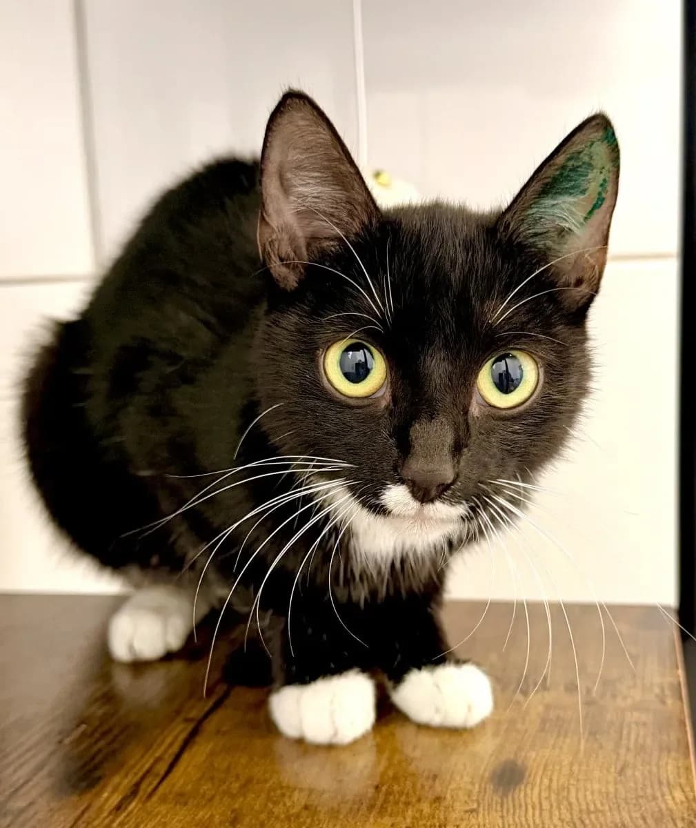 Mama Tessy braucht noch etwas Zeit, female puppy European Shorthair for adoption at Tierheim Oldenburg, Oldenburg