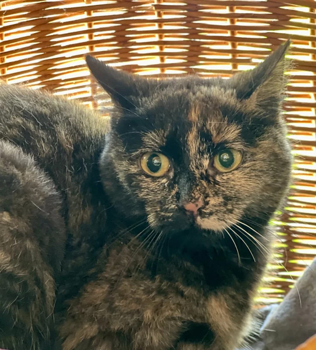 Mamacita sucht ihr Für-immer-Zuhause, female puppy European Shorthair for adoption at Tierheim Oldenburg, Oldenburg