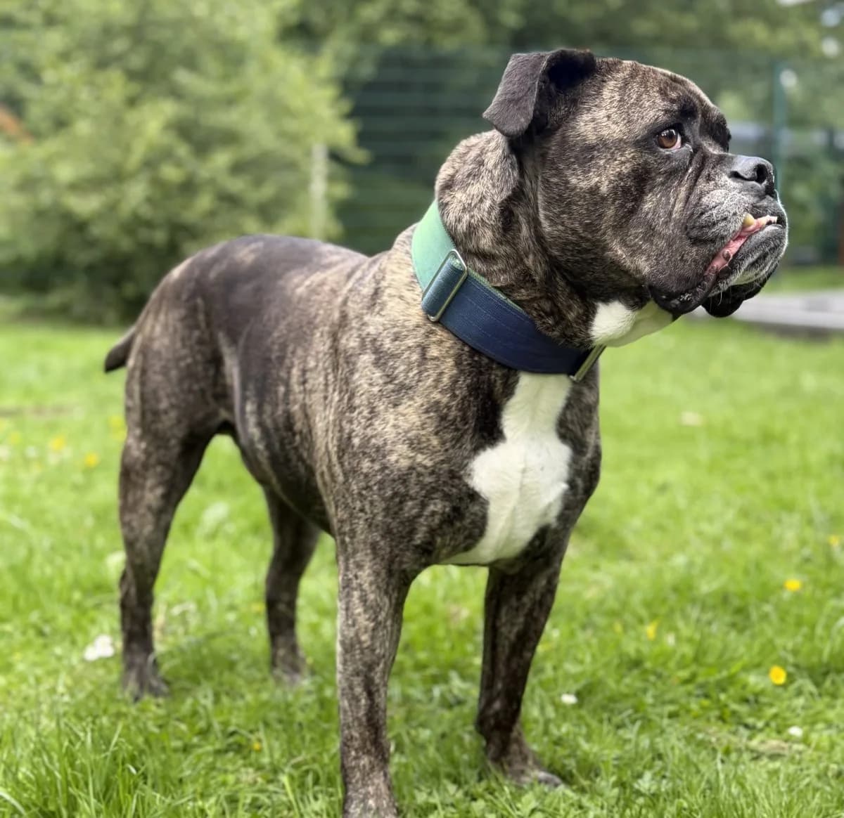 Knutschkugel sucht ruhig Körbchen, male 7yo English Bulldog for adoption at Tierheim Oldenburg, Oldenburg