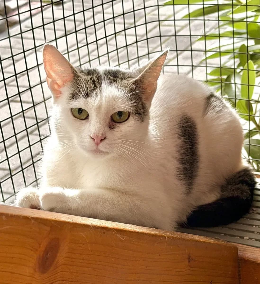 Nila möchte endlich ihre Koffer packen, female young European Shorthair for adoption at Tierheim Oldenburg, Oldenburg