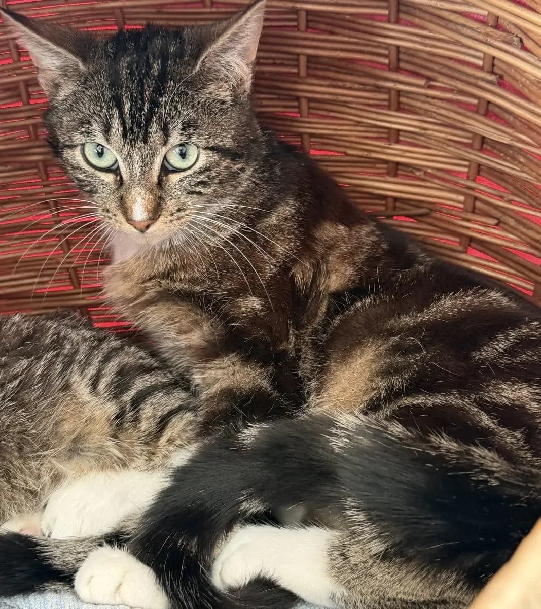 Preiselbeere sucht einen neuen Schlafplatz, male Bengal for adoption at Tierheim Oldenburg, Oldenburg