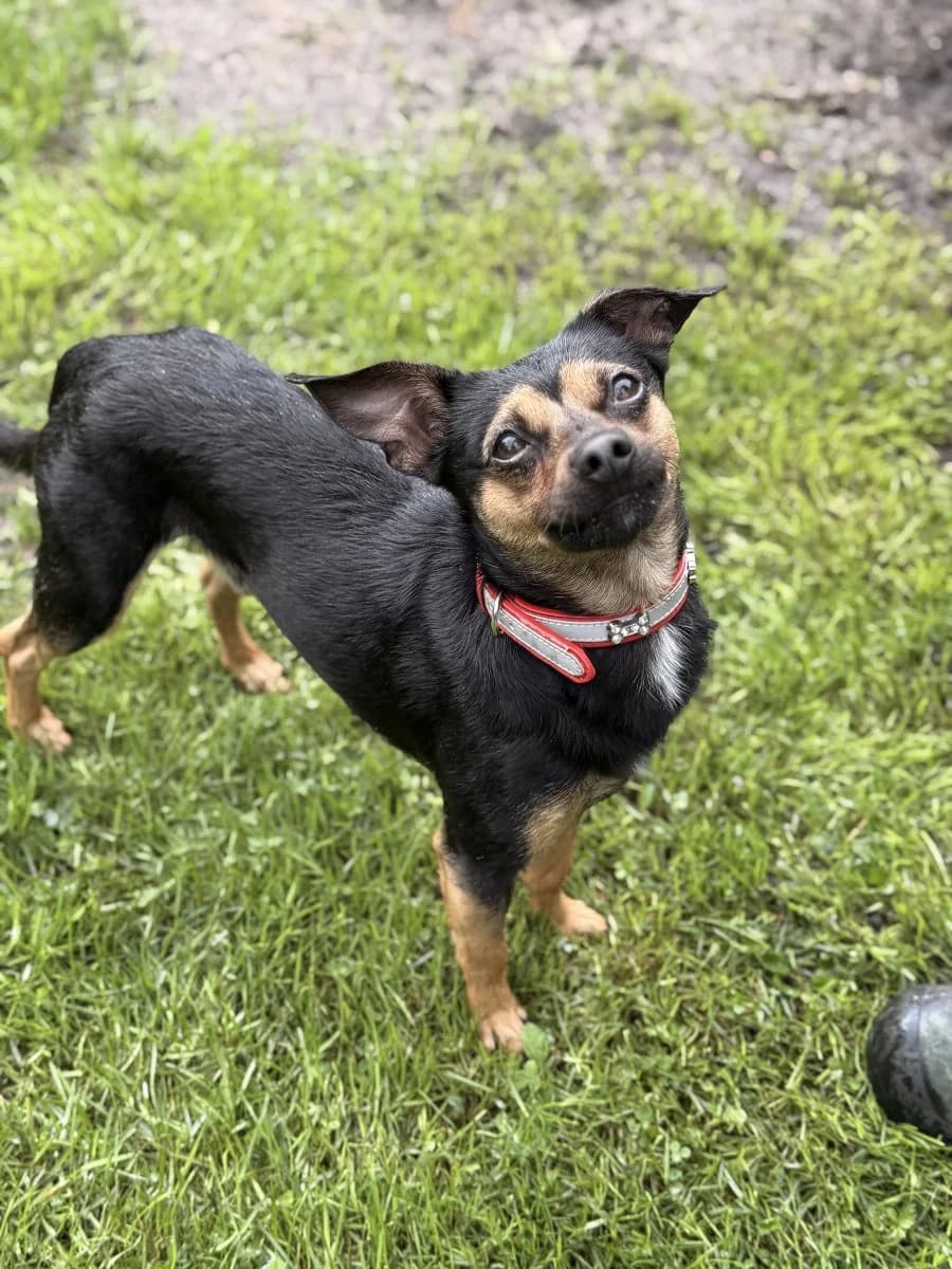 Rudi – quirliger Pinscher-Mix sucht ein ruhiges Zuhause, male 4yo mixed breed for adoption at Tierheim Oldenburg, Oldenburg