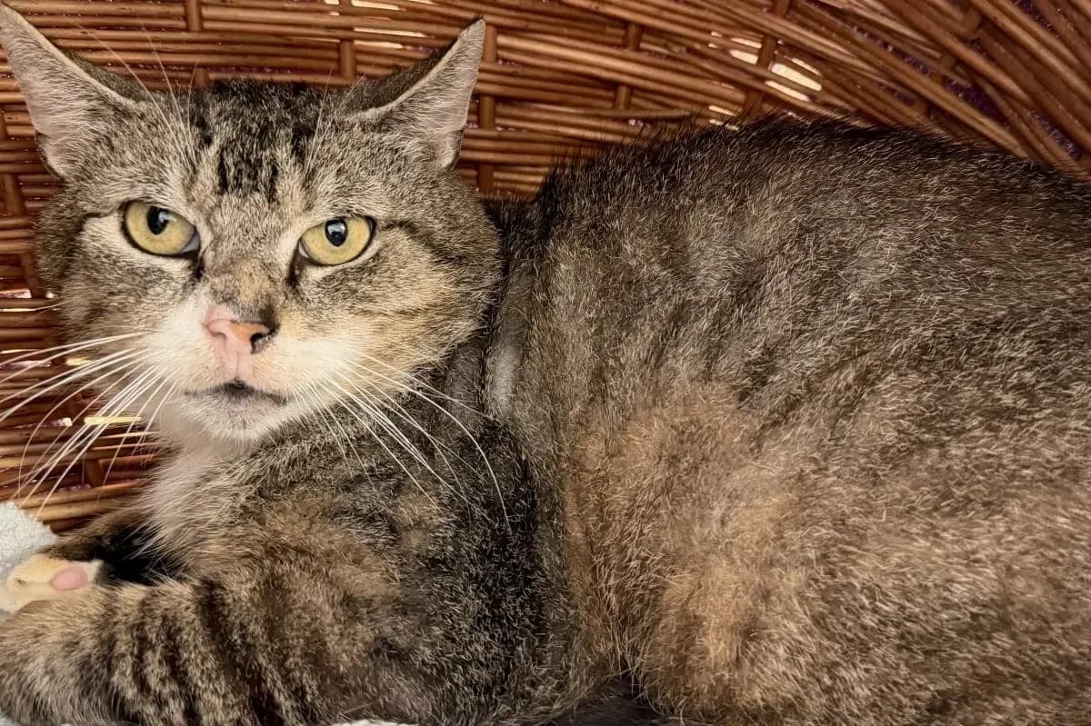 Rupert sucht geduldige Menschen, male 4yo European Shorthair for adoption at Tierheim Oldenburg, Oldenburg