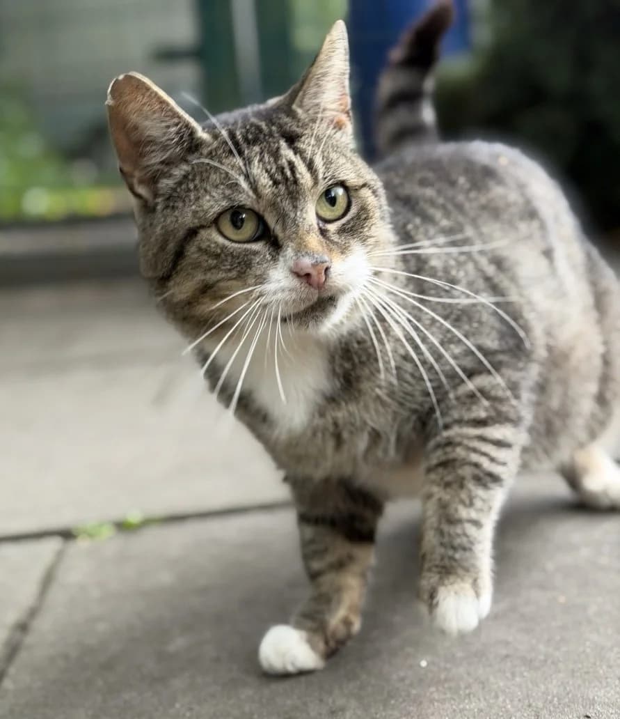 Rupert traut sich schon ein bisschen, male 4yo European Shorthair for adoption at Tierheim Oldenburg, Oldenburg