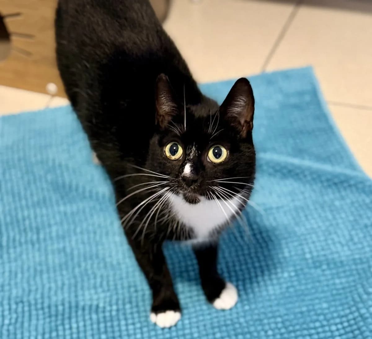 Sally sucht ihre neuen Lieblingsmenschen, female puppy European Shorthair for adoption at Tierheim Oldenburg, Oldenburg