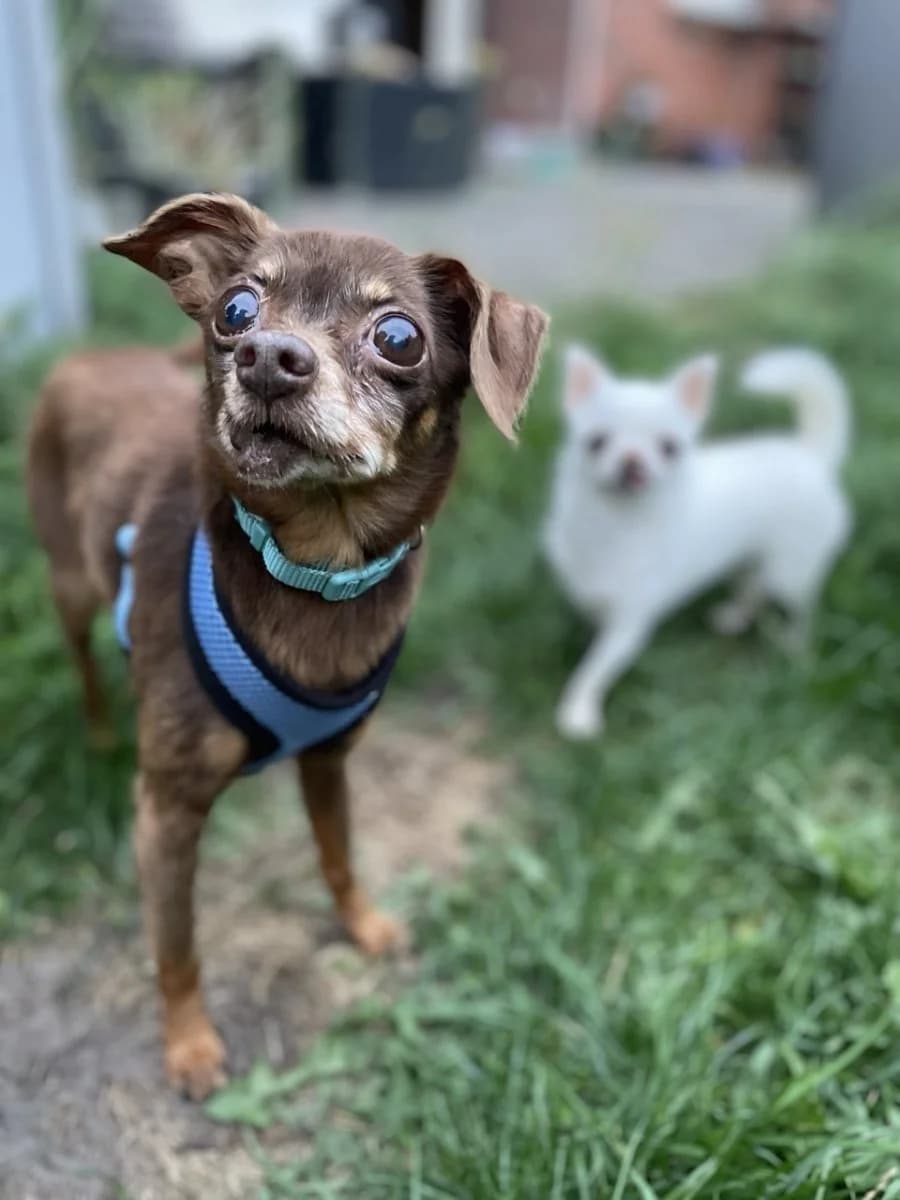 Spöki - kleiner lieber Opi, male senior Chihuahua for adoption at Tierheim Oldenburg, Oldenburg