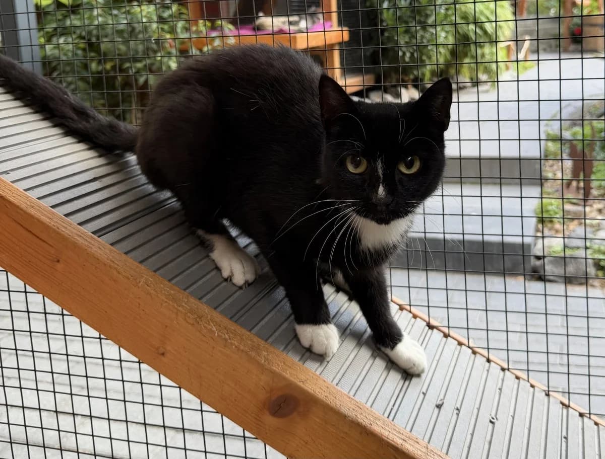 Schüchterne Tatjana muss noch etwas auftauen, female 3yo European Shorthair for adoption at Tierheim Oldenburg, Oldenburg