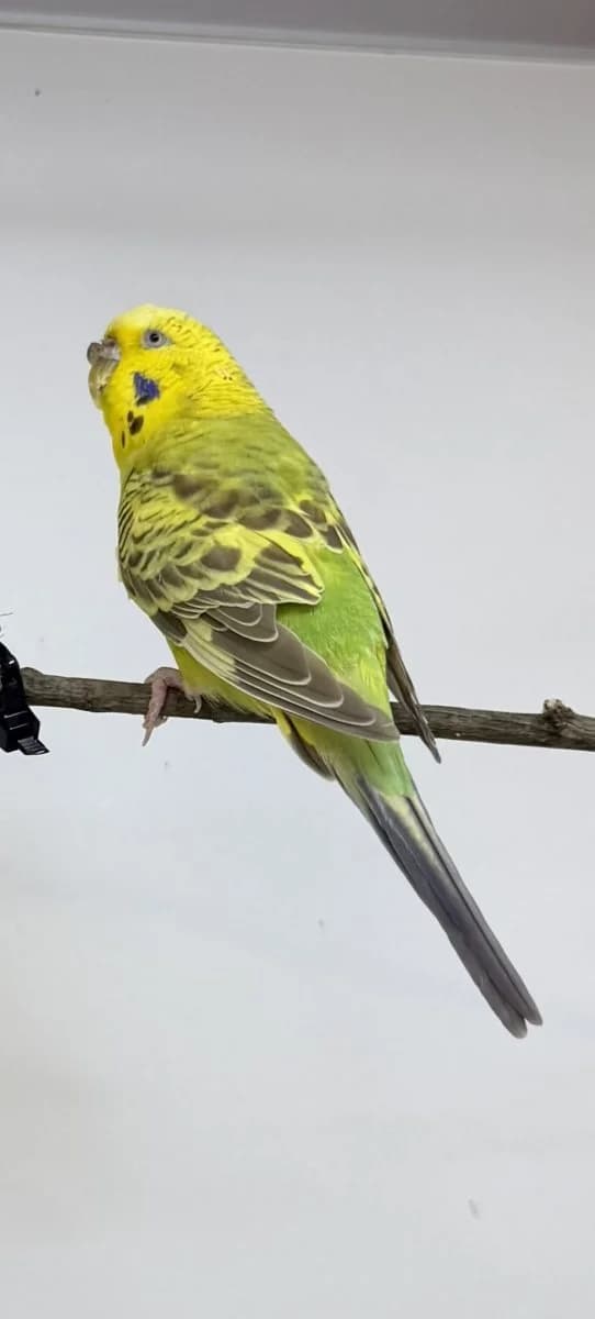 Tetzlaff, female senior mixed breed for adoption at Tierheim Oldenburg, Oldenburg