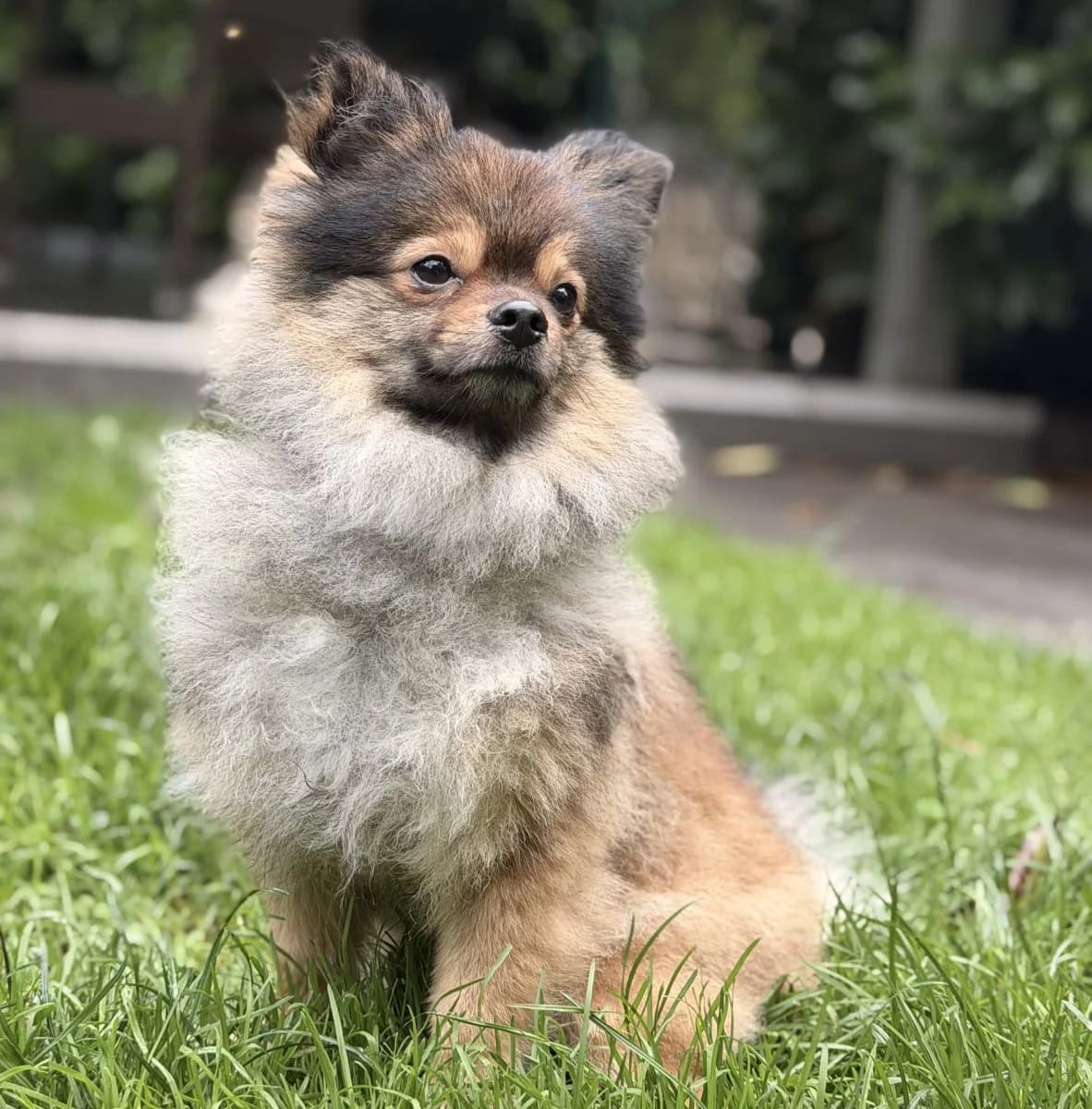 Junger Thilo sucht Menschen, die mit ihm arbeiten möchten, male puppy Pomeranian for adoption at Tierheim Oldenburg, Oldenburg