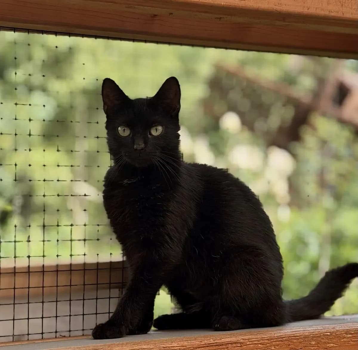 Triceratops sucht ein ruhiges Zuhause, female young European Shorthair for adoption at Tierheim Oldenburg, Oldenburg