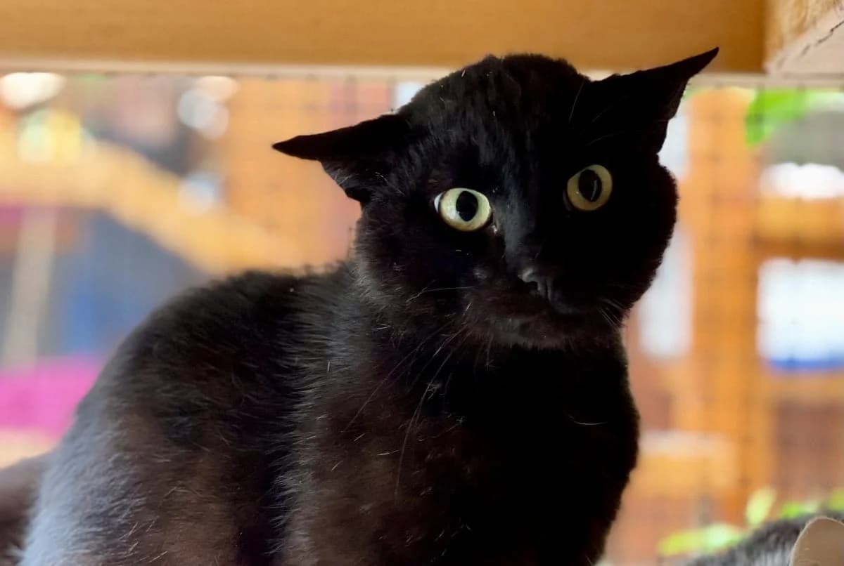 Vesemir sucht ein ruhiges Zuhause, wo er ankommen darf, male 4yo European Shorthair for adoption at Tierheim Oldenburg, Oldenburg