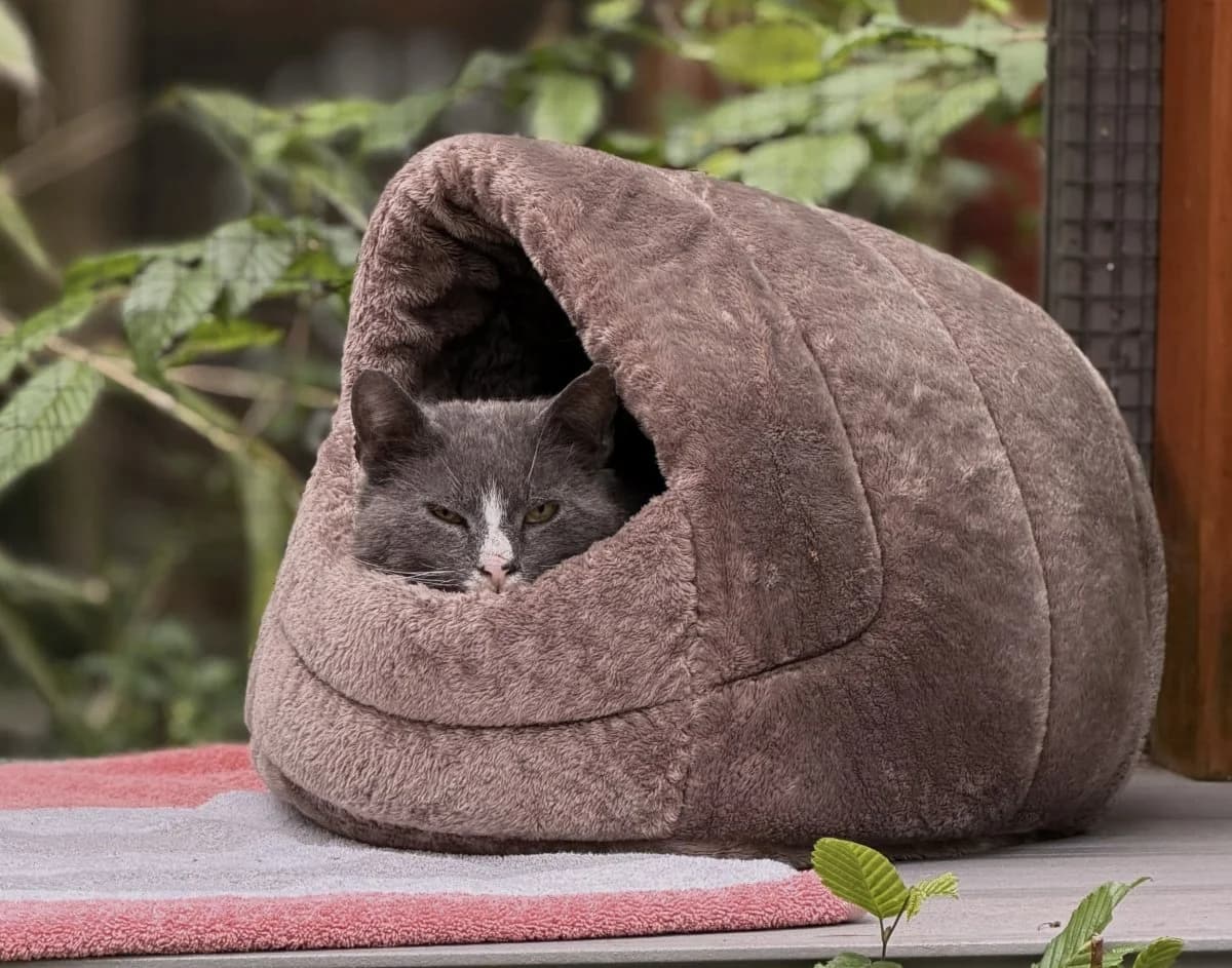 Vincent sucht sein neues Für-immer-Zuhause, male 5yo European Shorthair for adoption at Tierheim Oldenburg, Oldenburg