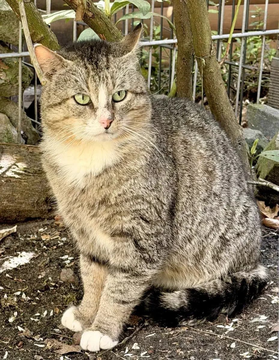 Waldi möchte nun ein richtiges Zuhause, male 3yo European Shorthair for adoption at Tierheim Oldenburg, Oldenburg