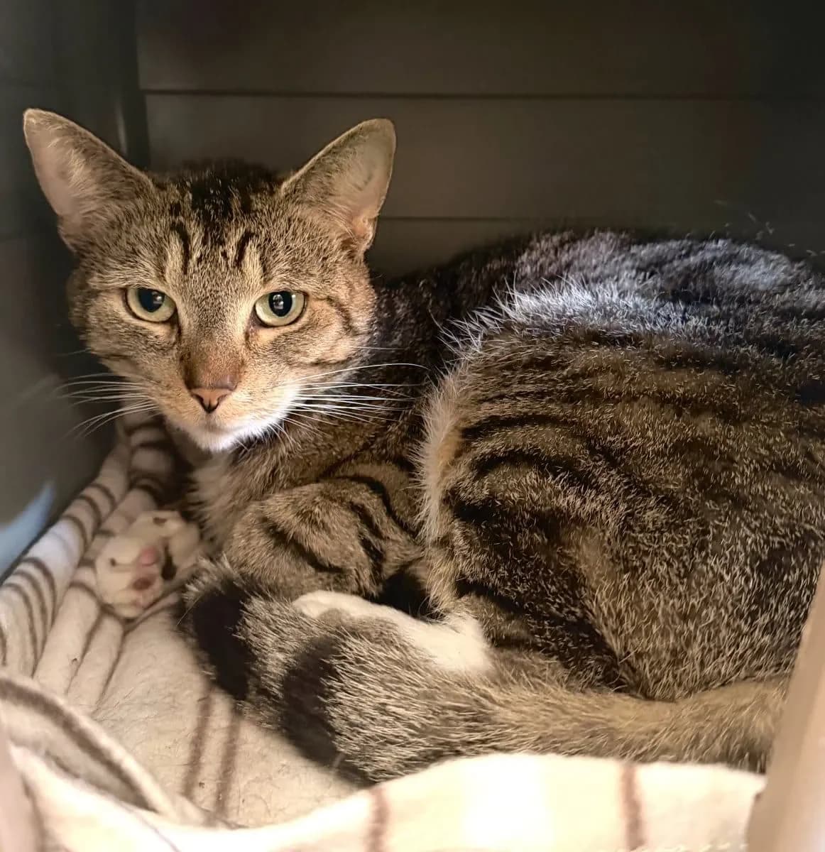 Wilde sucht Menschen mit Geduld, male 3yo European Shorthair for adoption at Tierheim Oldenburg, Oldenburg