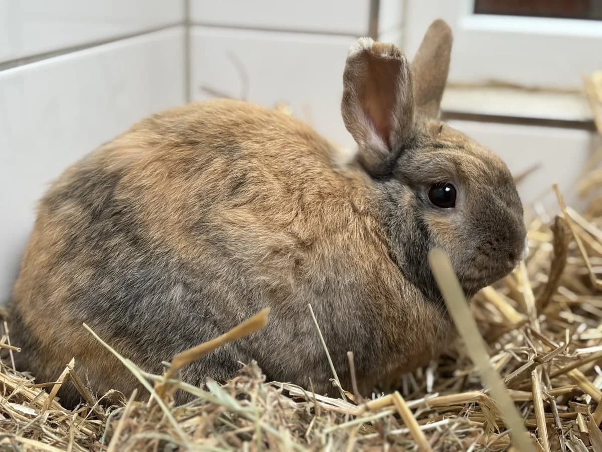 Willi sucht passende Patnerin!, male young mixed breed for adoption at Tierheim Oldenburg, Oldenburg