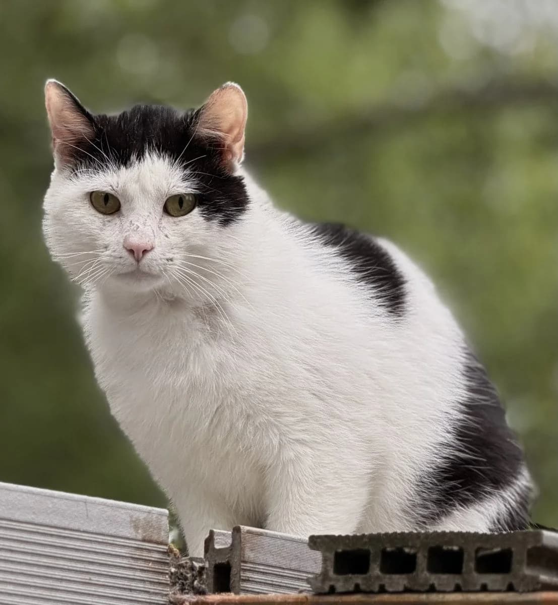 Zazu sucht ein ruhiges Zuhause :), male 3yo European Shorthair for adoption at Tierheim Oldenburg, Oldenburg