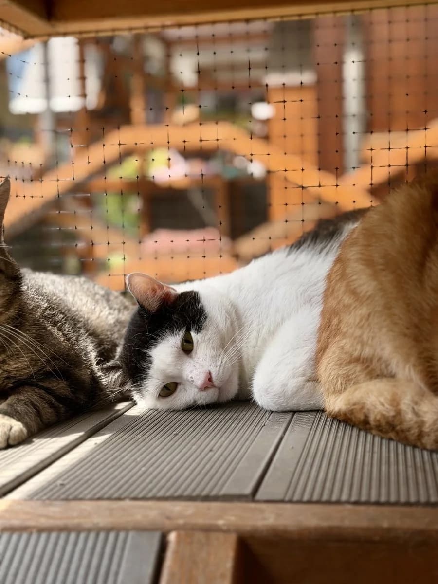 Zazu sucht ein ruhiges Zuhause, male 3yo European Shorthair for adoption at Tierheim Oldenburg, Oldenburg