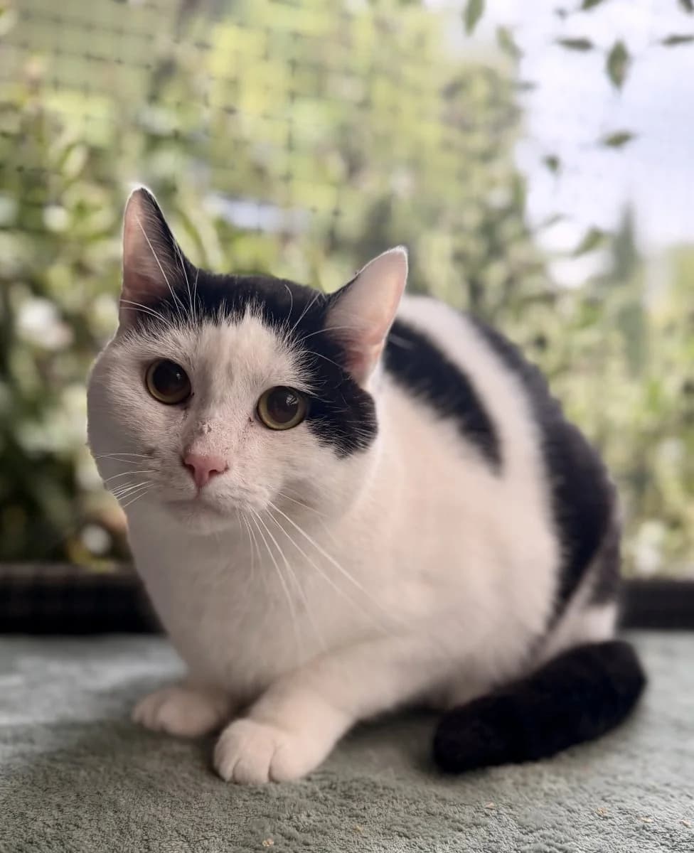 Zazu möchte gerne mit Rupert zusammen ausziehen, male 4yo European Shorthair for adoption at Tierheim Oldenburg, Oldenburg