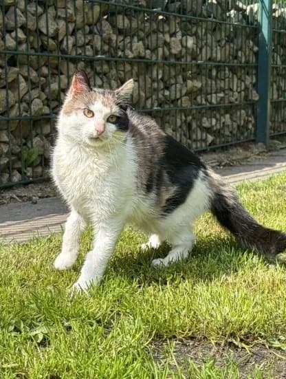 Zeraora - Endlich Anfallsfrei, female puppy European Shorthair for adoption at Tierheim Oldenburg, Oldenburg