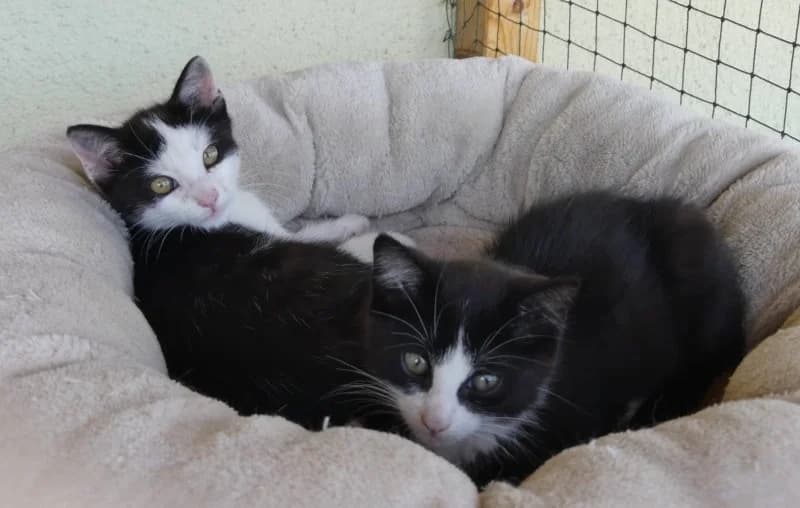 Leni & Lenni, Mixed Breed for adoption at Tierheim Ostermünchen, Ostermünchen