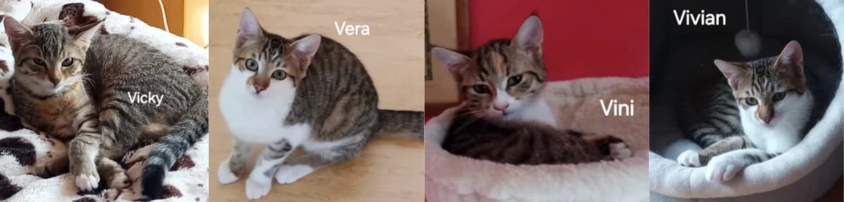 Vicky, Vini, Viviane & Vera, Mixed Breed for adoption at Tierheim Ostermünchen, Ostermünchen