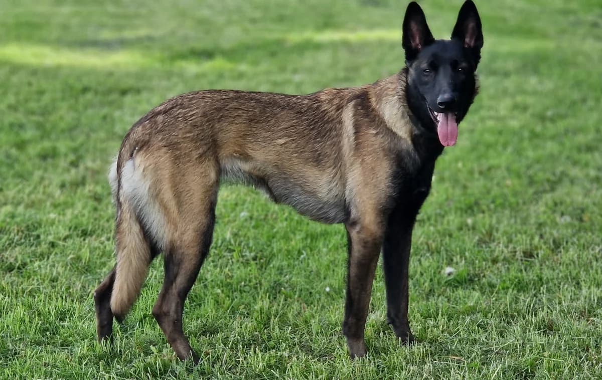 Ambra, Mixed Breed for adoption at Tierheim Ostermünchen, Ostermünchen